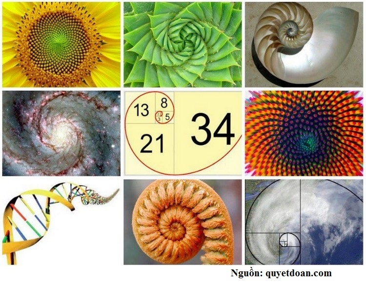 Các hạt hoa hướng dương hay hình dáng của những cơn bão cũng có hình xoắn ốc Fibonacci, và rất nhiều hiện tượng tự nhiên khác.