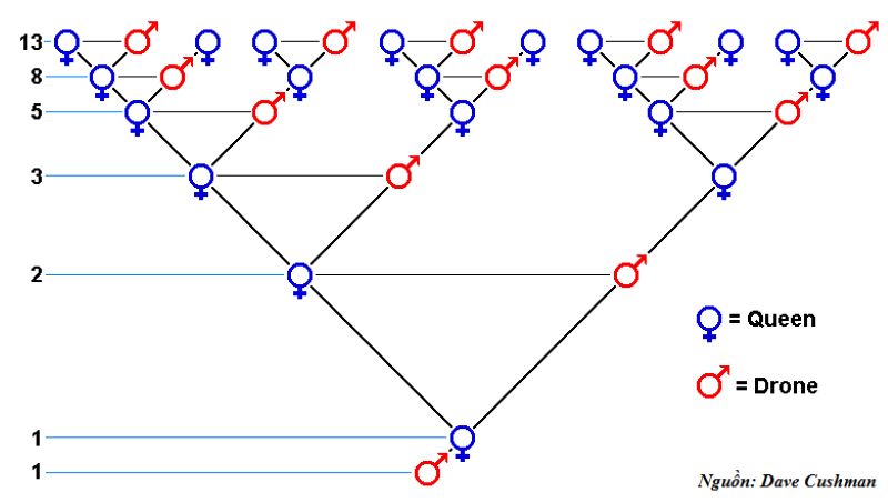 Fibonacci là gì?